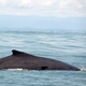Una ballena jorobada no relacionada con esta noticia.